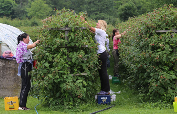 Малину уцењују ниском ценом